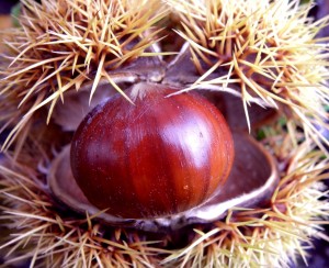 Castanea_sativa_-_Sweet_chestnut