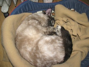 Gata N