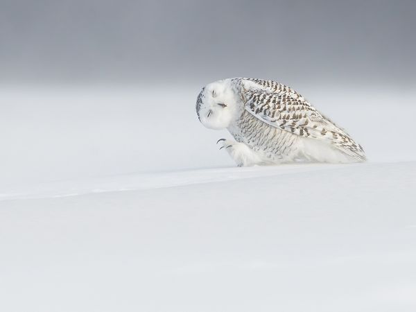 Foto de Dominic Roy
