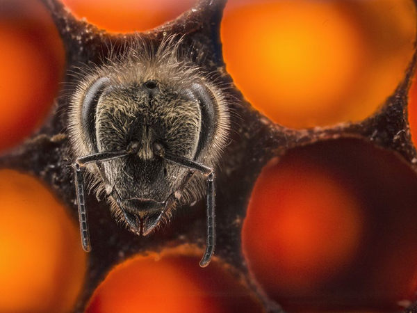 Foto de Anand Varma