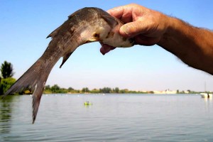 O peixe fica deformado pela poluição da ETAR