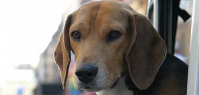 cão à janela