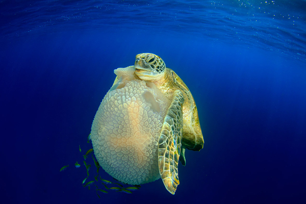 'Turtle eating Jellyfish' de Richard Carey (Tailândia)