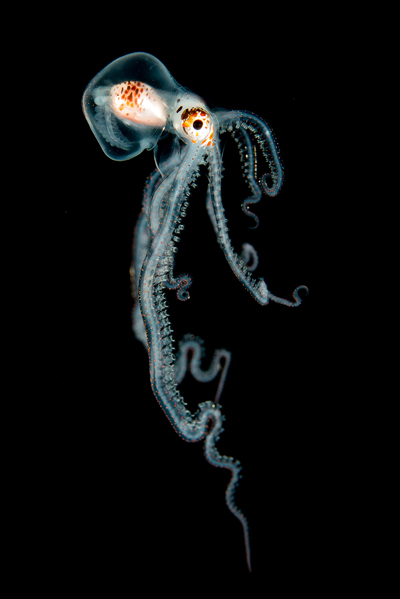 'Pelagic Octopus at Night' de Helen Brierley (EUA)