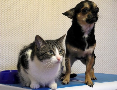 animais
