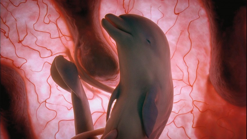 IMAGES ARE FOR YOUR ONE-TIME EXCLUSIVE USE ONLY FOR MEDIA PROMOTION OF THE NATIONAL GEOGRAPHIC BOOK "IN THE WOMB -- ANIMALS." NO SALES, NO TRANSFERS. Dolphin Ð p.101 The dolphinÕs skin is growing insulating layers. Pioneer Productions/David Barlow