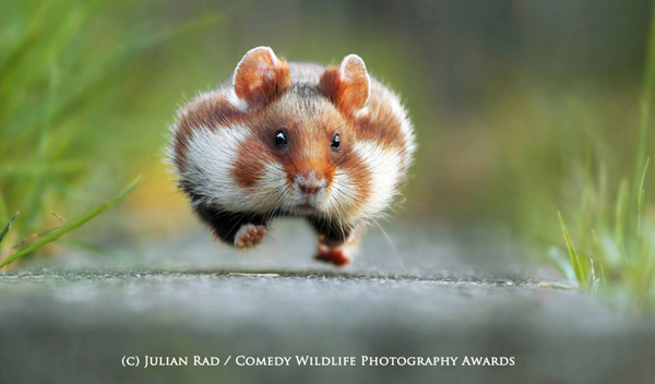 Vencedora: “Rush Hour” de Julian Rad