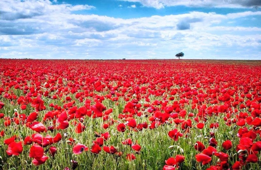 alentejo