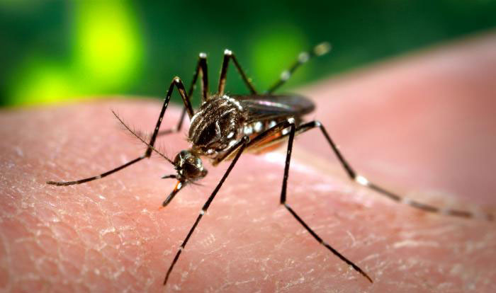 zika social