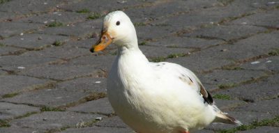 pato
