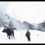 cold of kalandar