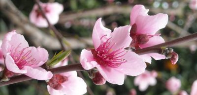 flor-pessegueiro