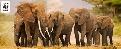 www-elefantes