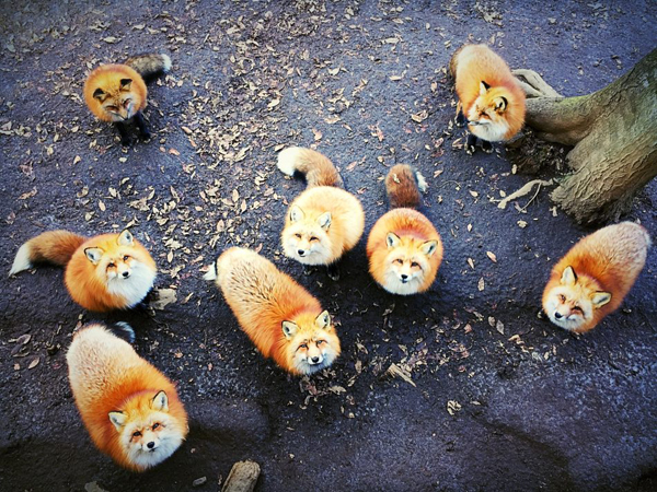 Animais, 1º Prémio: Erica Wu