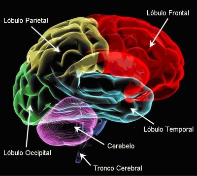 Mapa do cérebro
