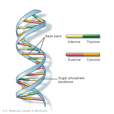 dna-double-helix