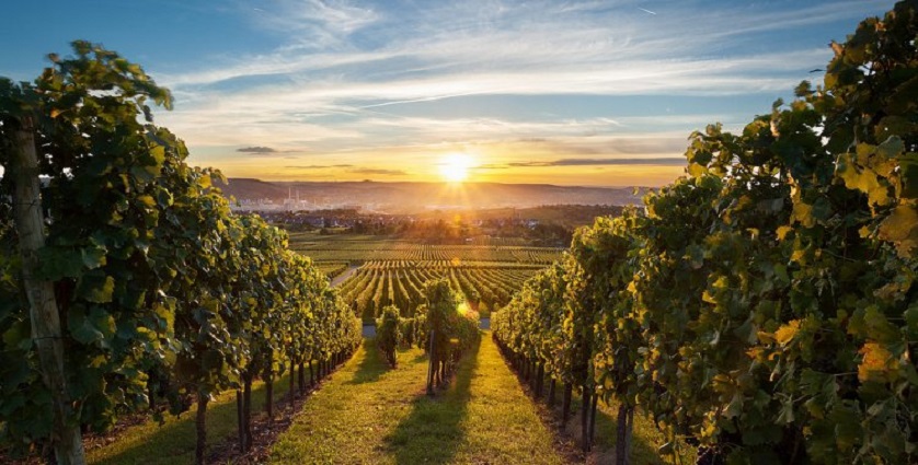Vinhos e azeite