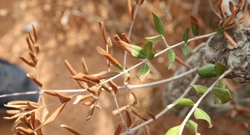 Oliveiras